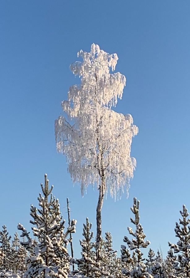 Off-Grid Cabin In Nattavaara Lapland Zewnętrze zdjęcie