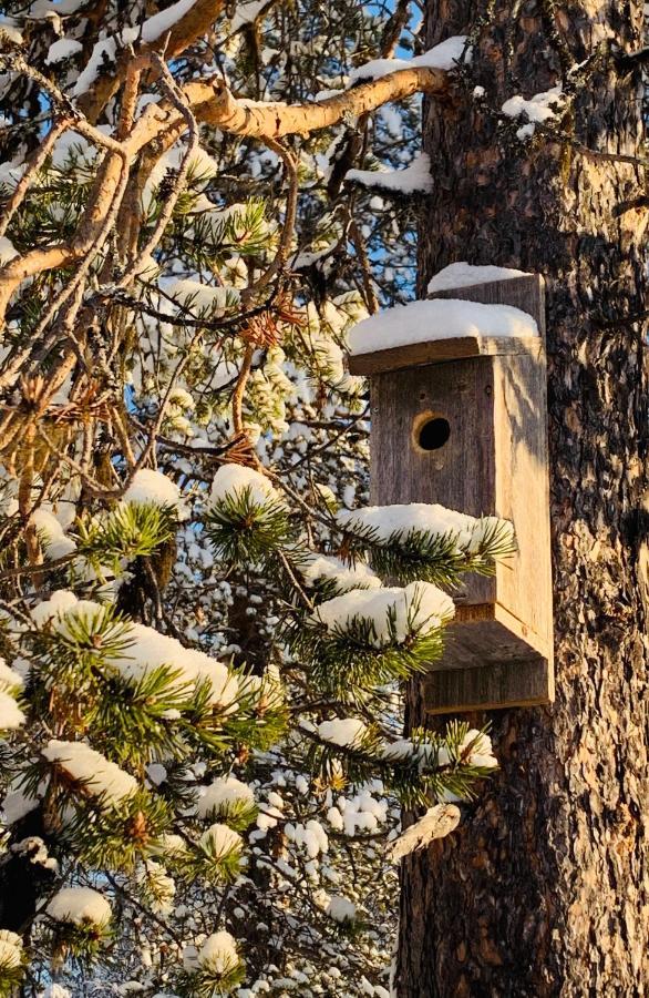 Off-Grid Cabin In Nattavaara Lapland Zewnętrze zdjęcie
